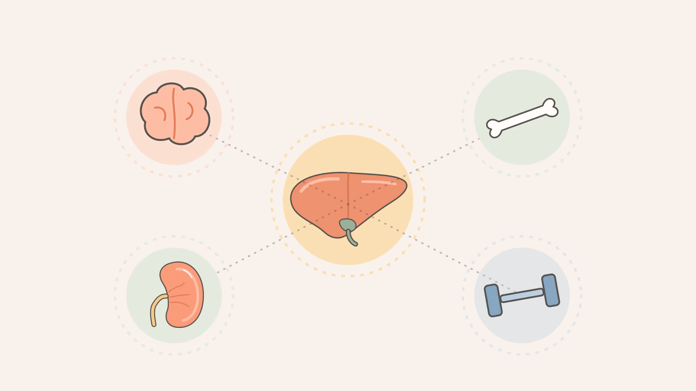 Flat illustration of a liver in the centre, linked by dotted lines to a brain, a bone, a kidney and a dumbbell for muscle