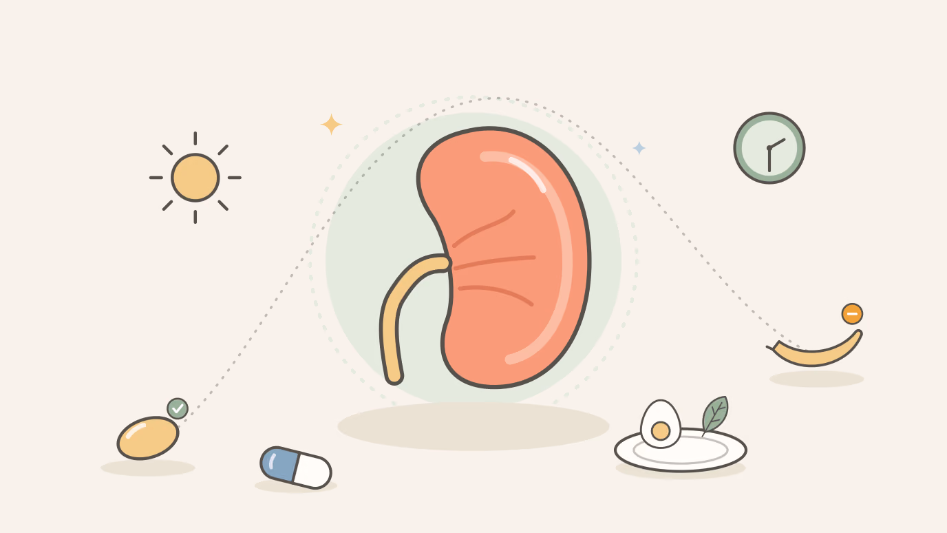 Flat line illustration on a cream background of a coral kidney with a butter-yellow ureter on a pale sage circle, surrounded by a sun, a softgel, a plate with an egg and greens, a banana marked with an amber limit badge, a capsule and a clock, joined by a dotted arc